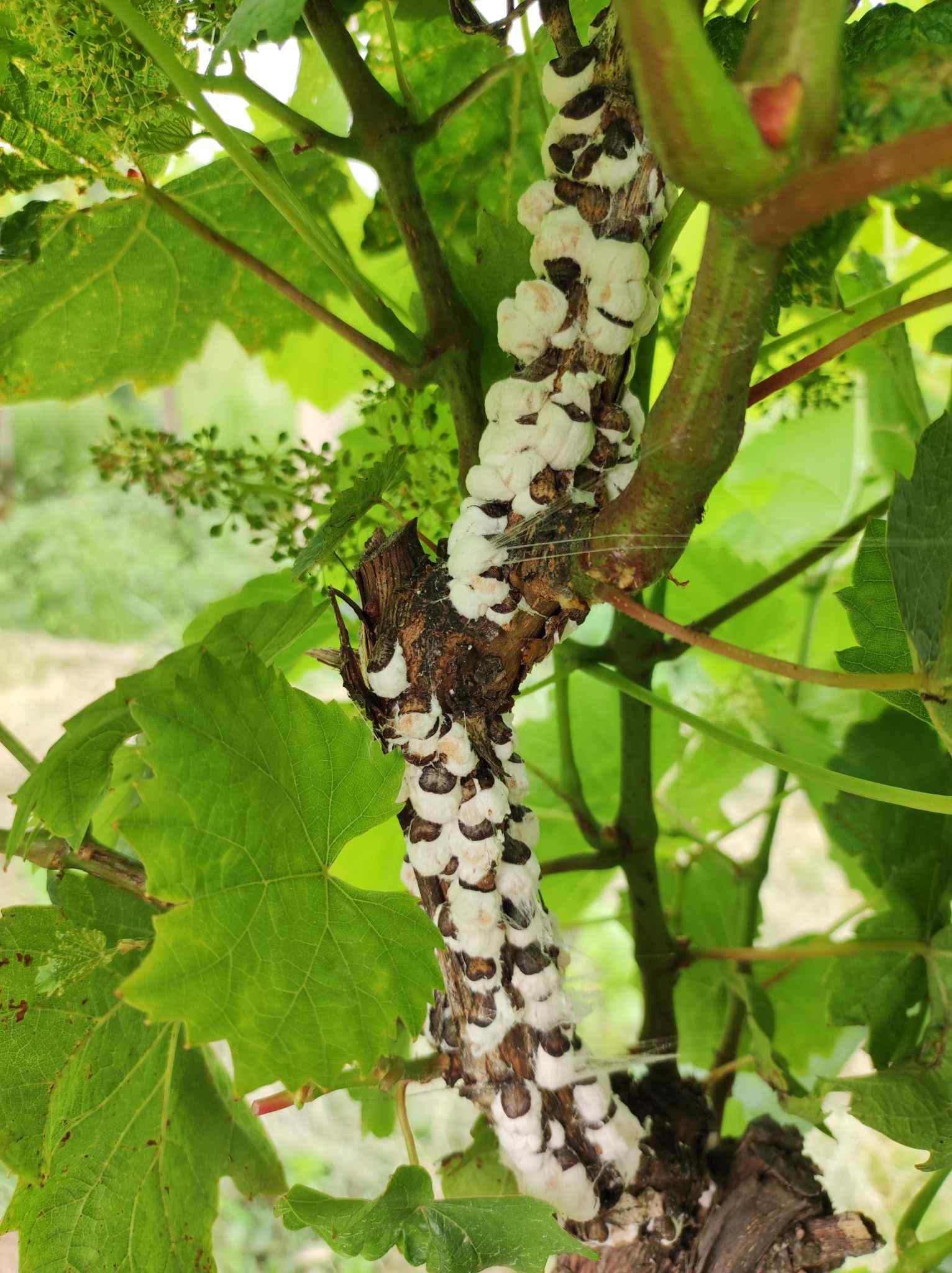 Pulvinaria vitis