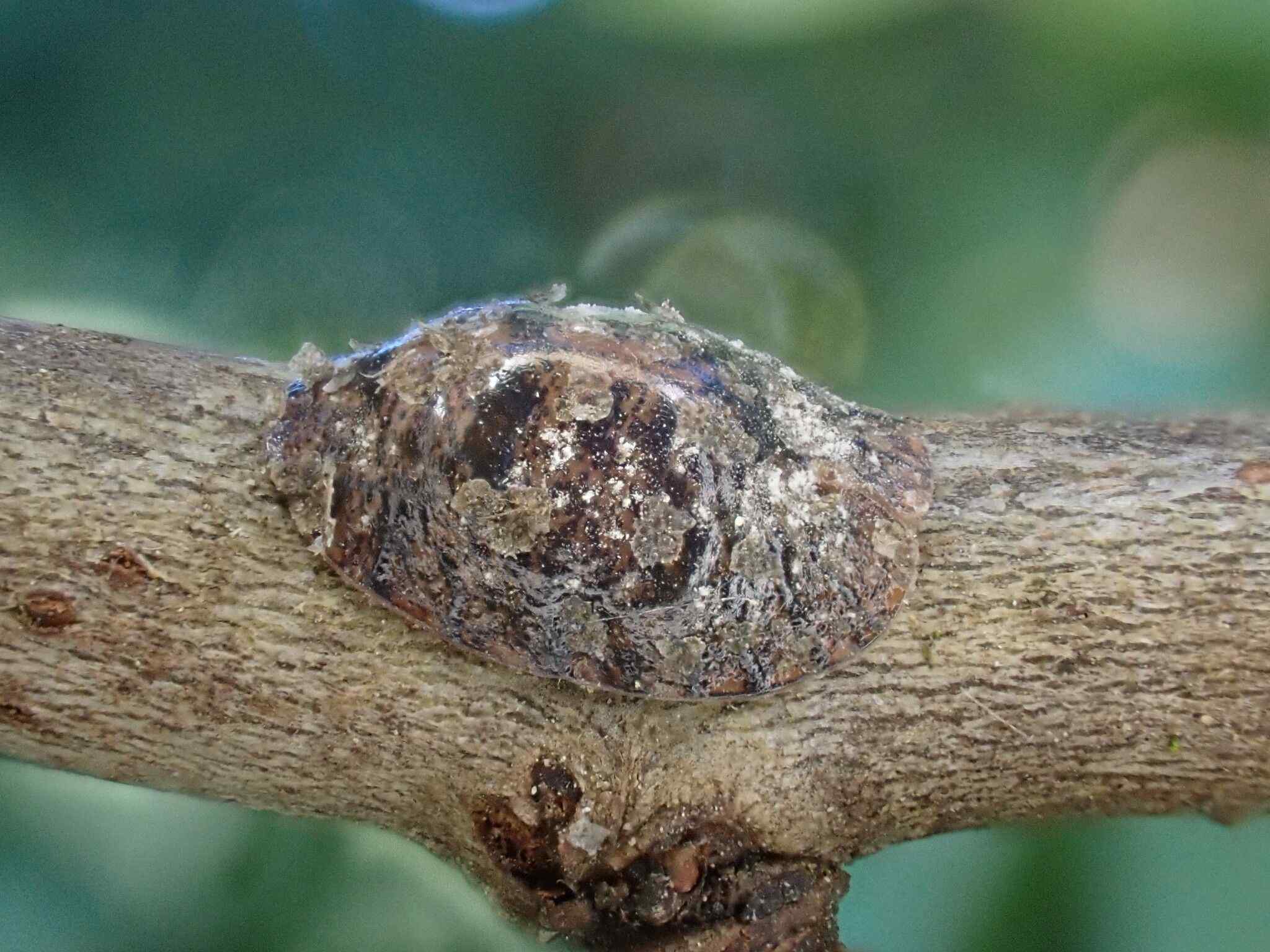 Pulvinaria vitis