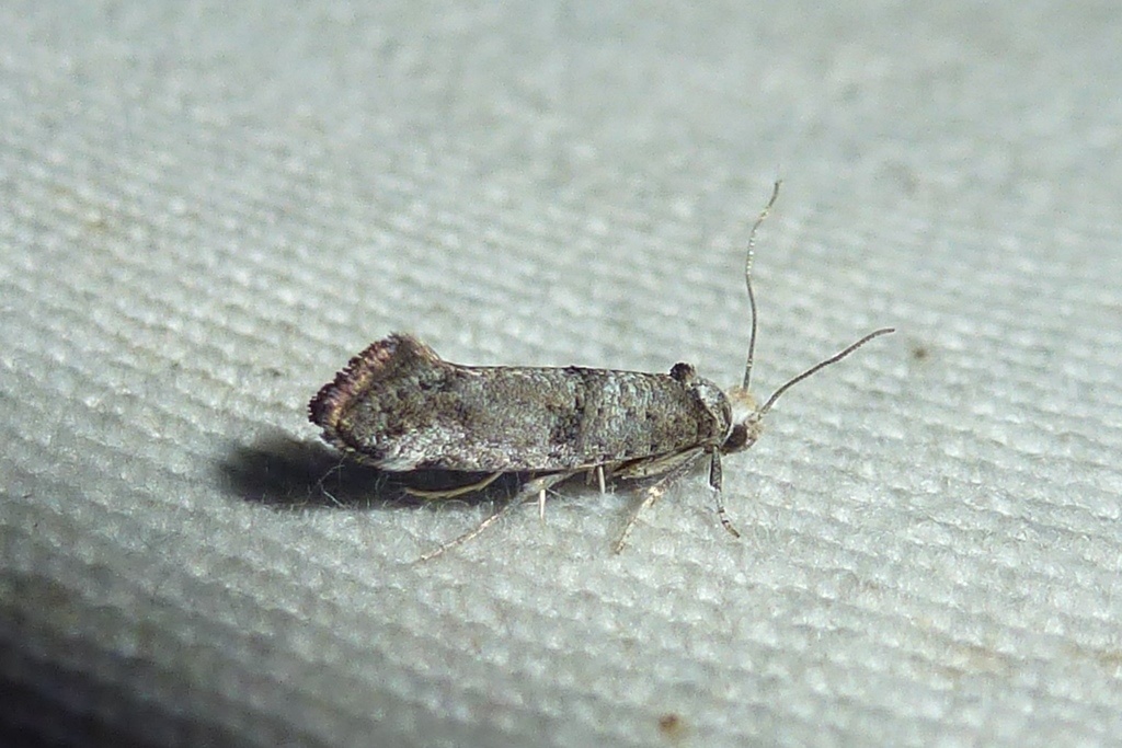 Paraswammerdamia nebulella