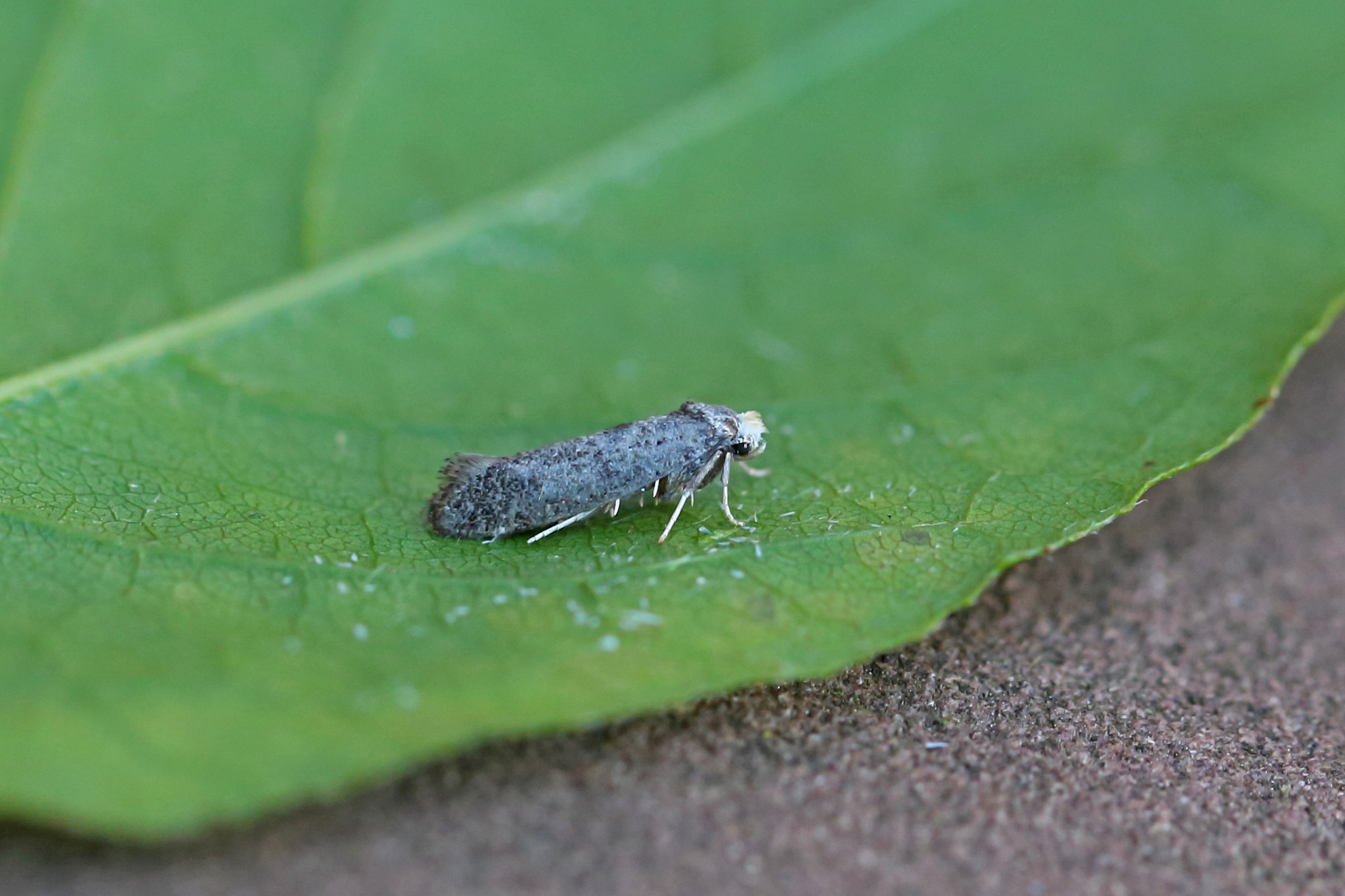 Paraswammerdamia nebulella