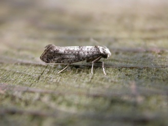 Paraswammerdamia nebulella