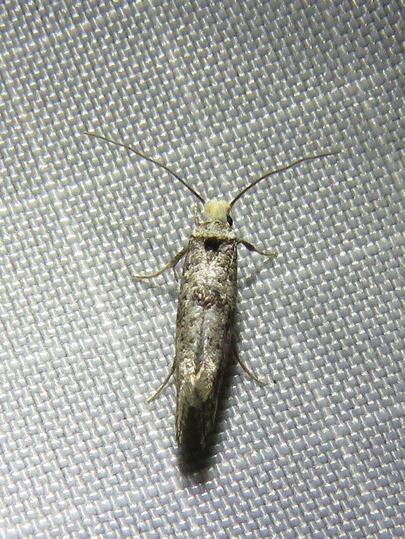 Paraswammerdamia nebulella