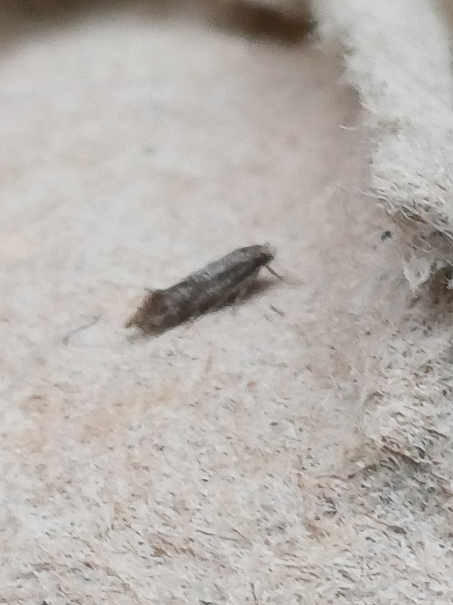 Paraswammerdamia nebulella