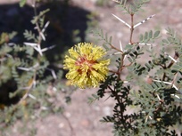 Strombocarpa strombulifera