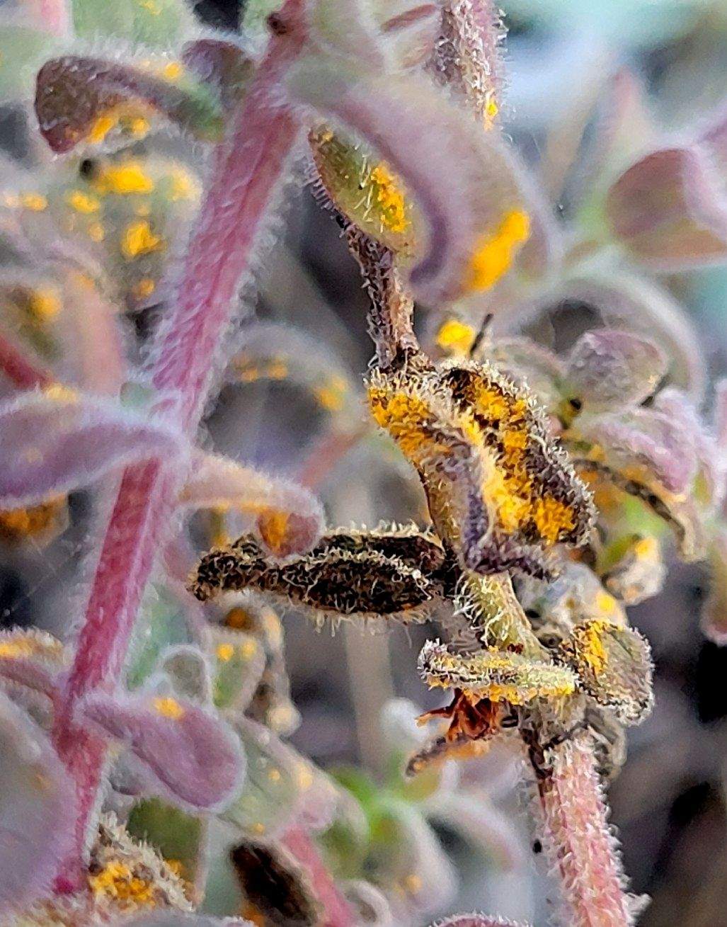 Cronartium coleosporioides