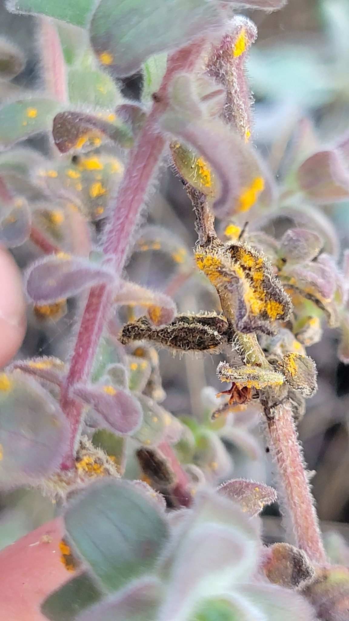 Cronartium coleosporioides