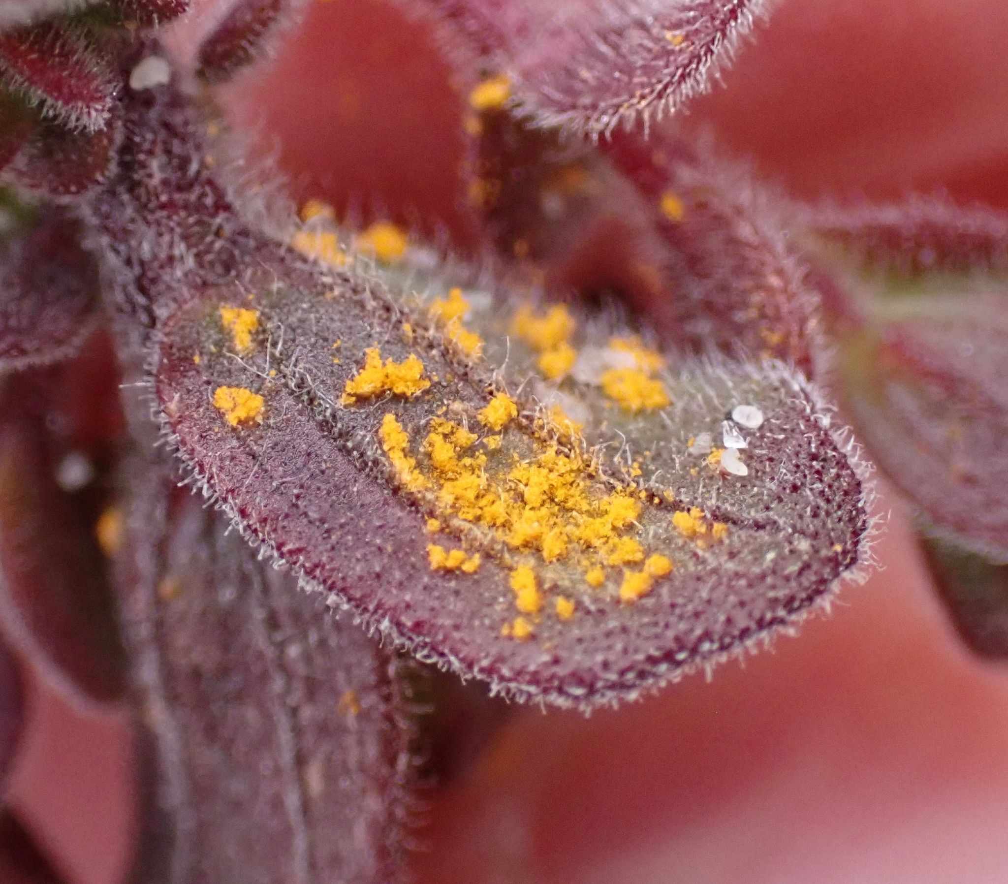 Cronartium coleosporioides
