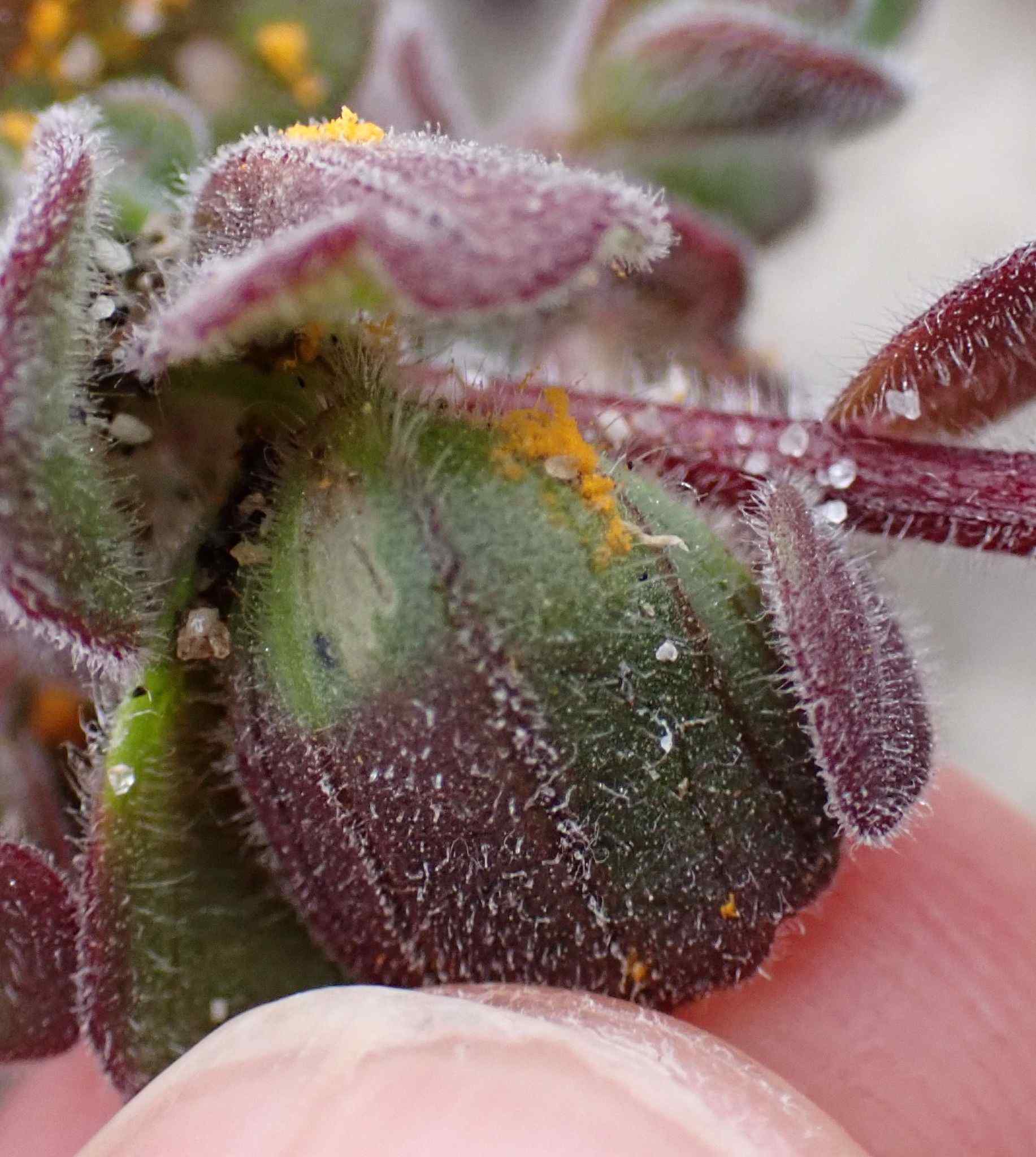 Cronartium coleosporioides