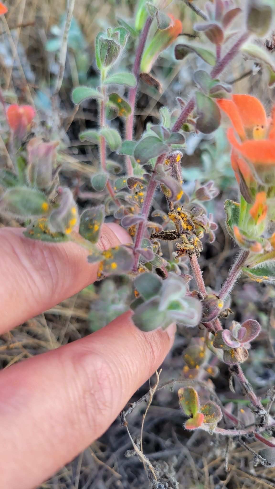 Cronartium coleosporioides