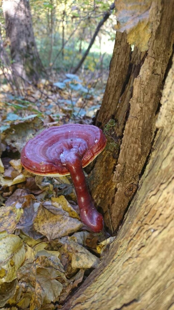 Ganoderma lucidum