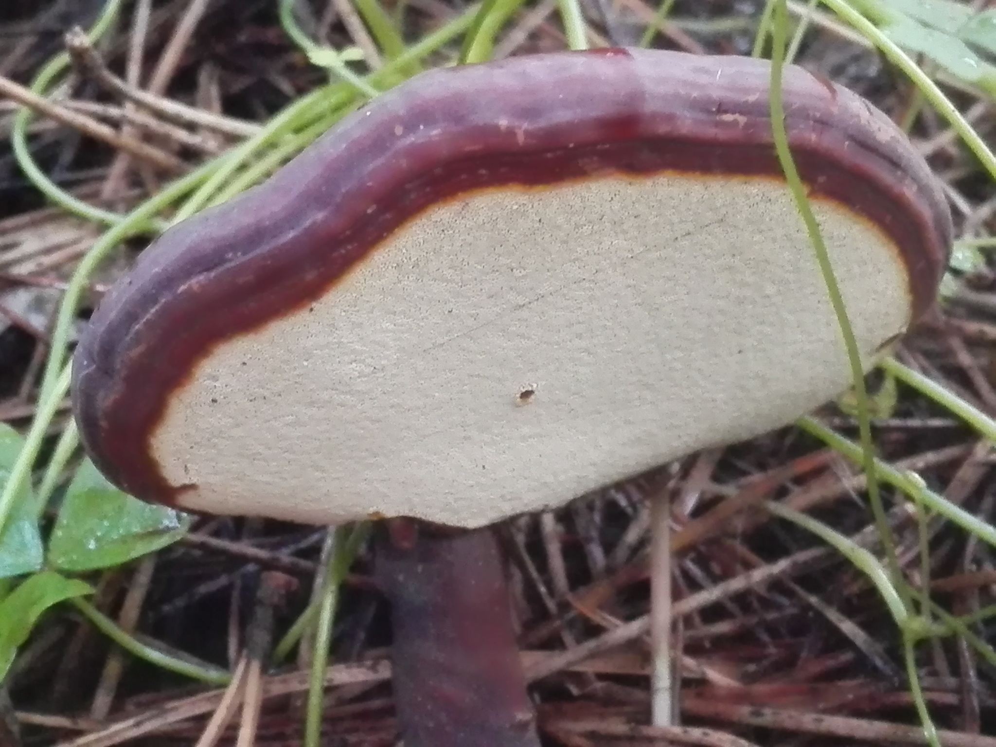 Ganoderma lucidum