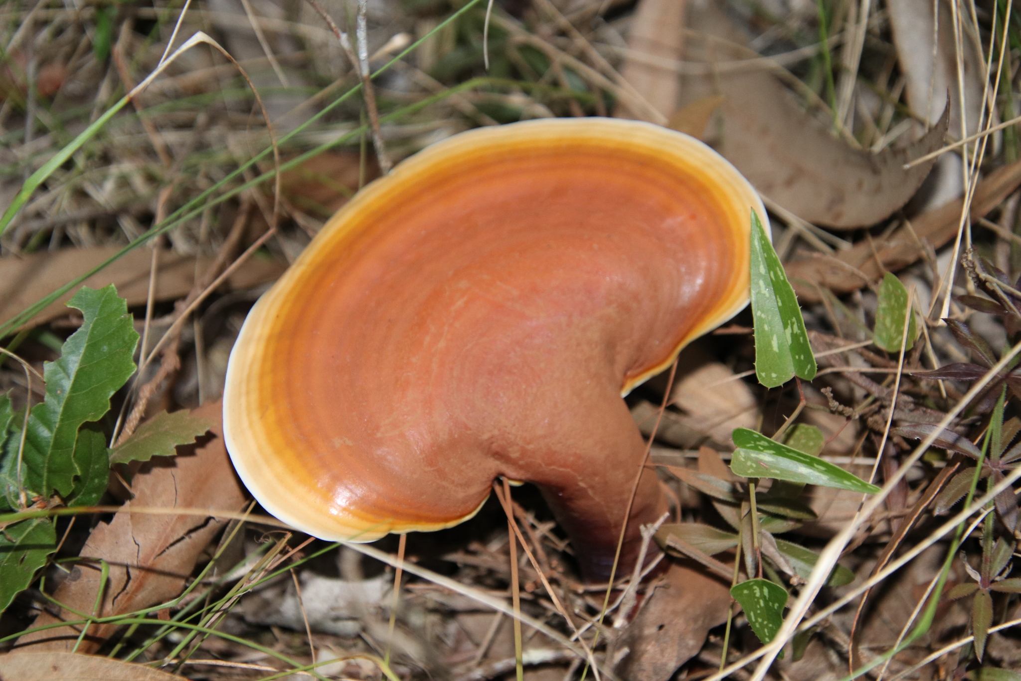 Ganoderma lucidum
