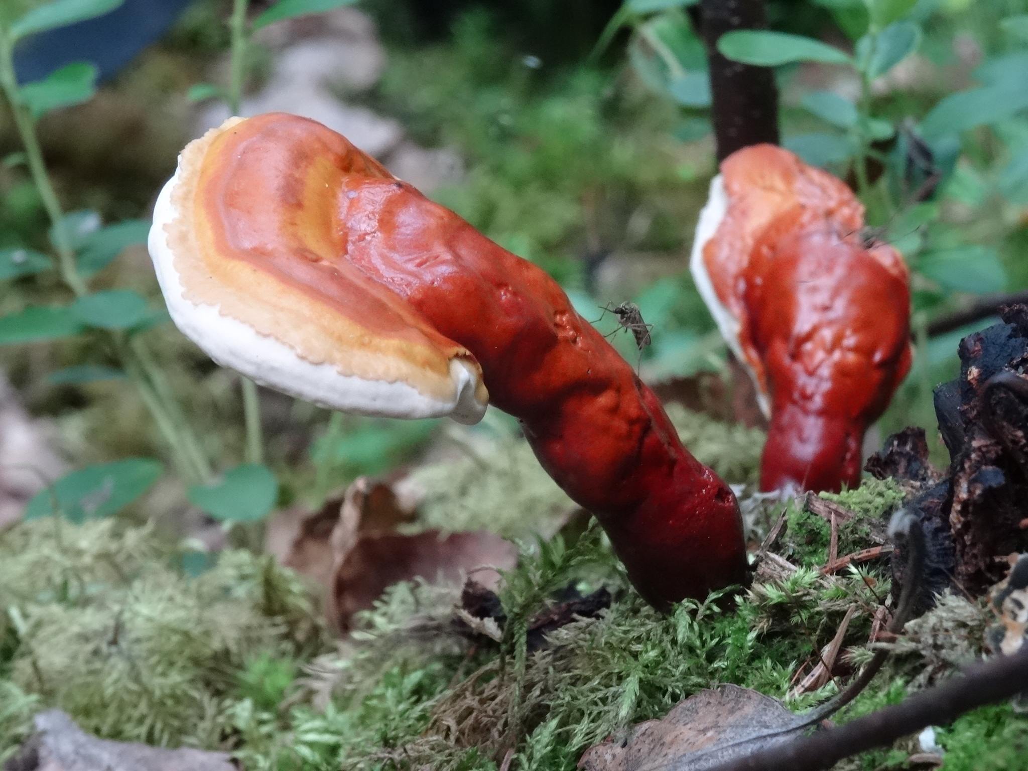 Ganoderma lucidum