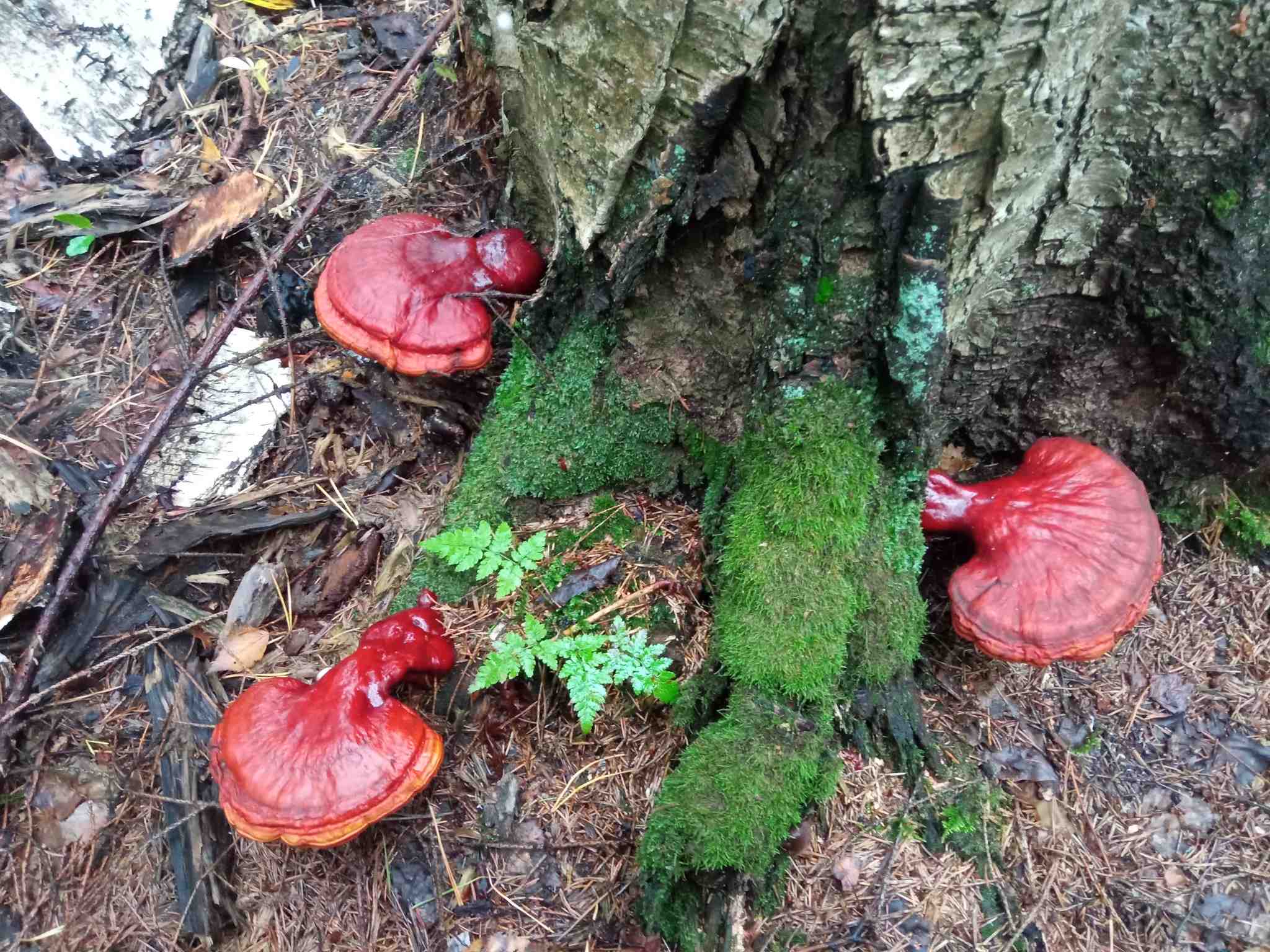 Ganoderma lucidum