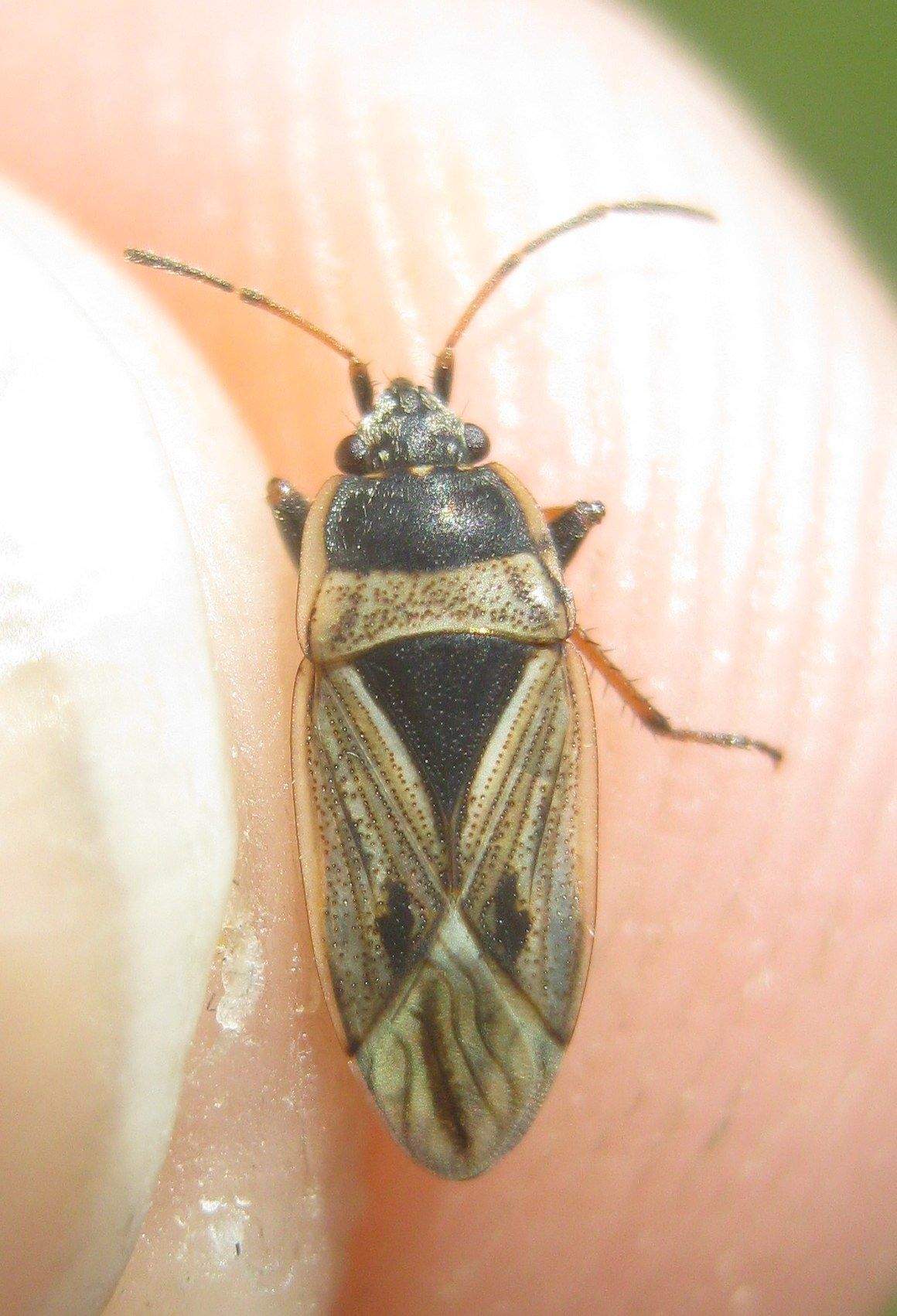Xanthochilus quadratus