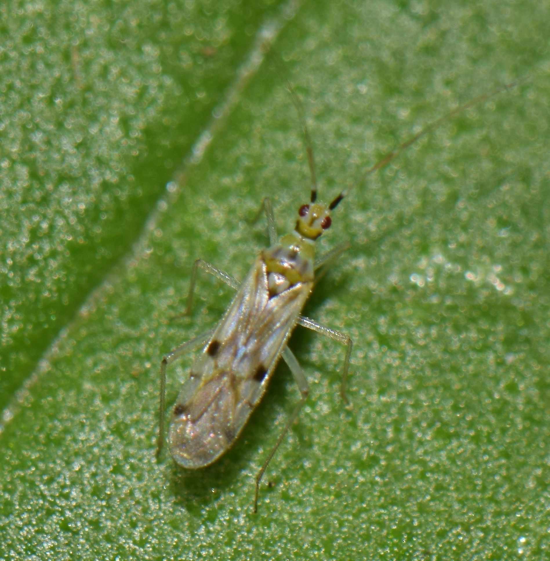 Macrolophus praeclarus