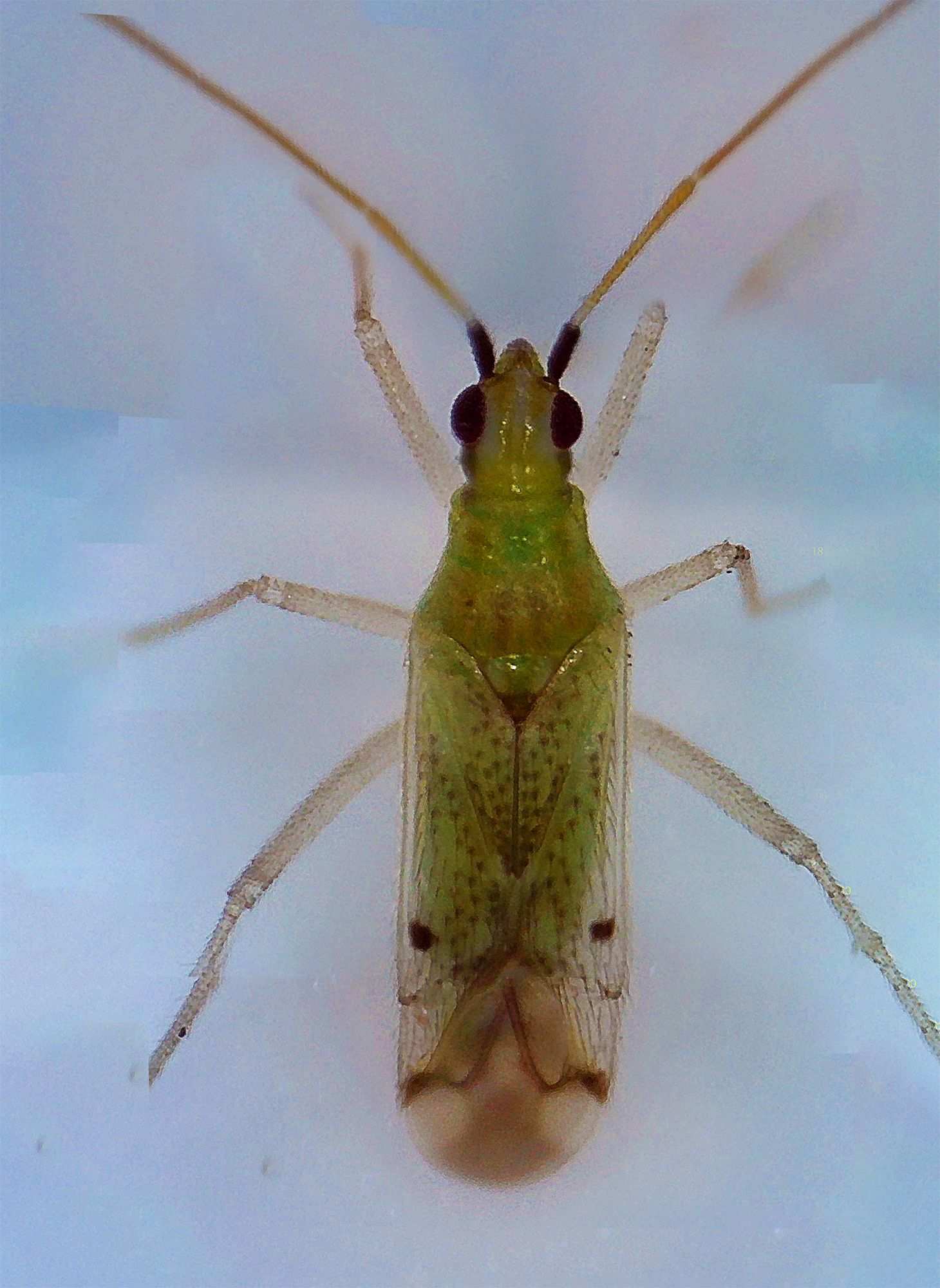 Macrolophus praeclarus