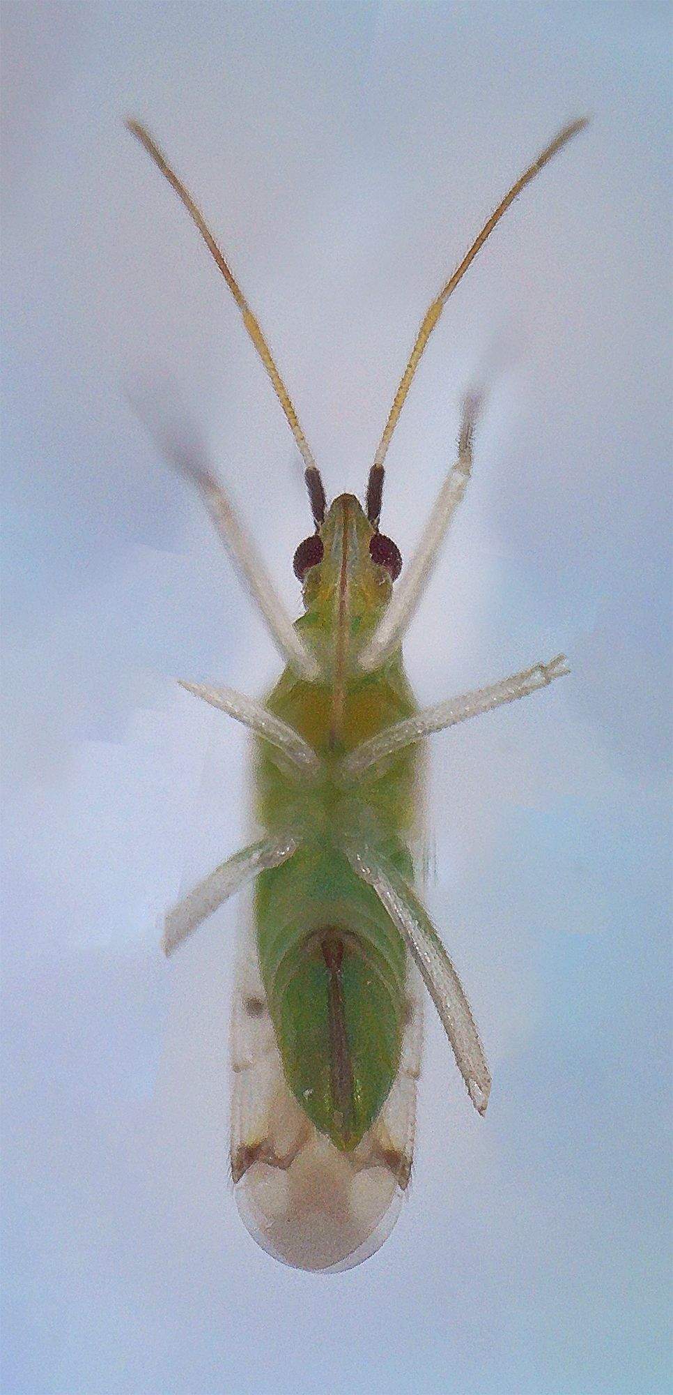 Macrolophus praeclarus