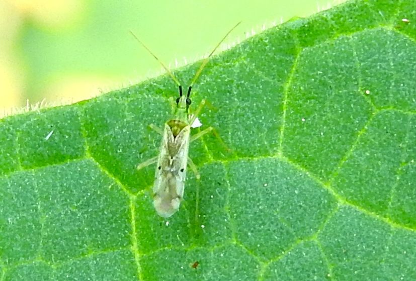 Macrolophus praeclarus