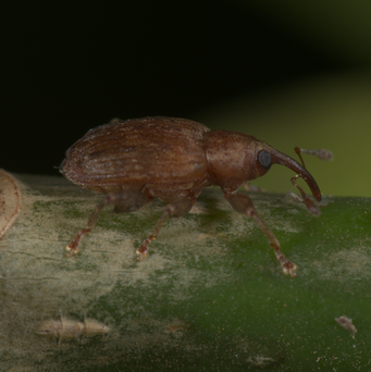 Ceratopus