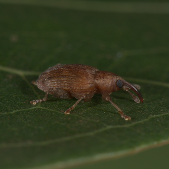 Ceratopus
