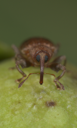 Ceratopus