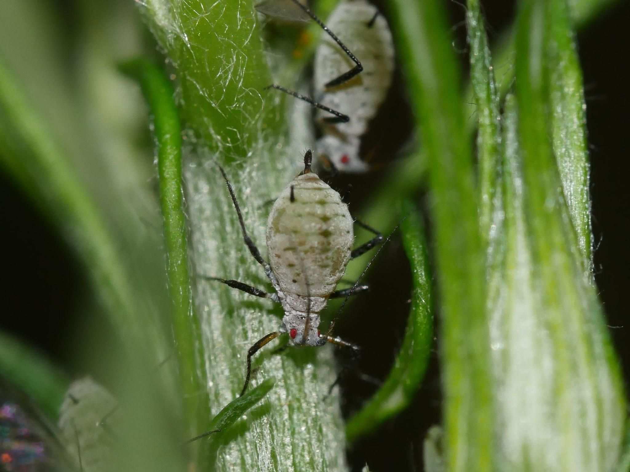 Macrosiphoniella artemisiae