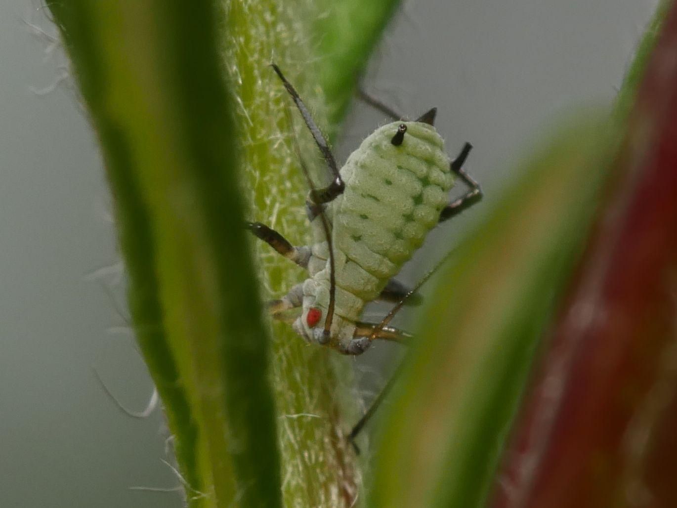 Macrosiphoniella artemisiae