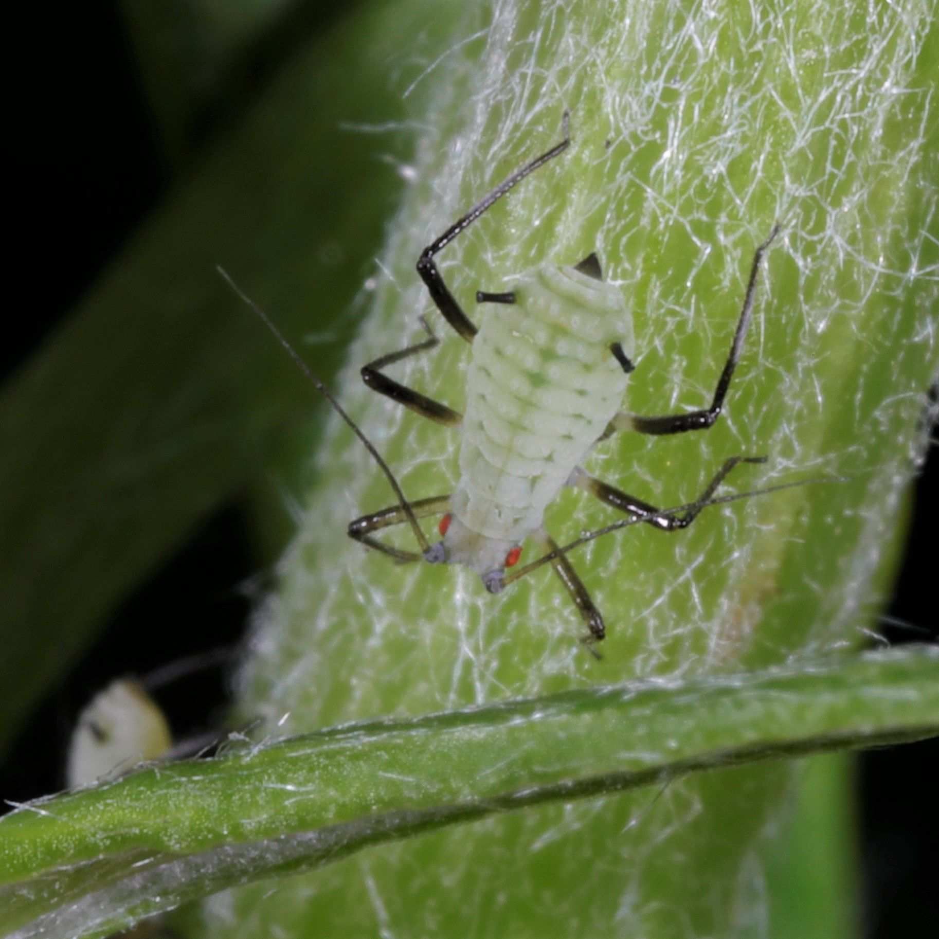 Macrosiphoniella artemisiae