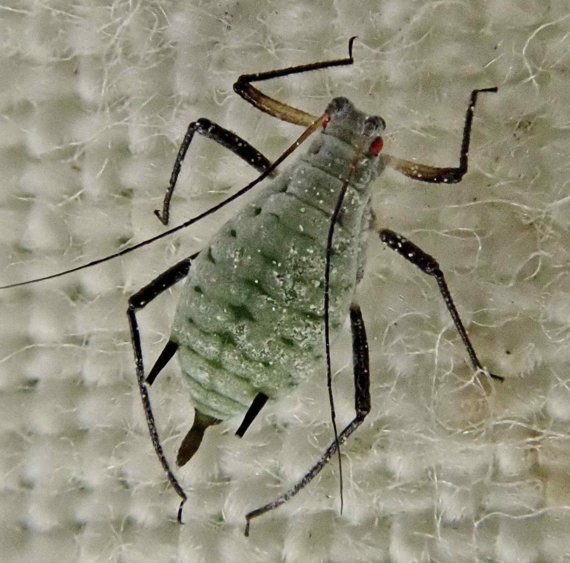 Macrosiphoniella artemisiae