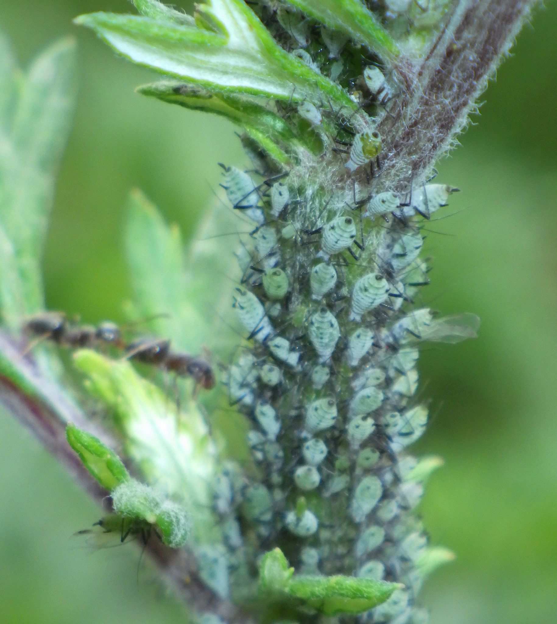Macrosiphoniella artemisiae
