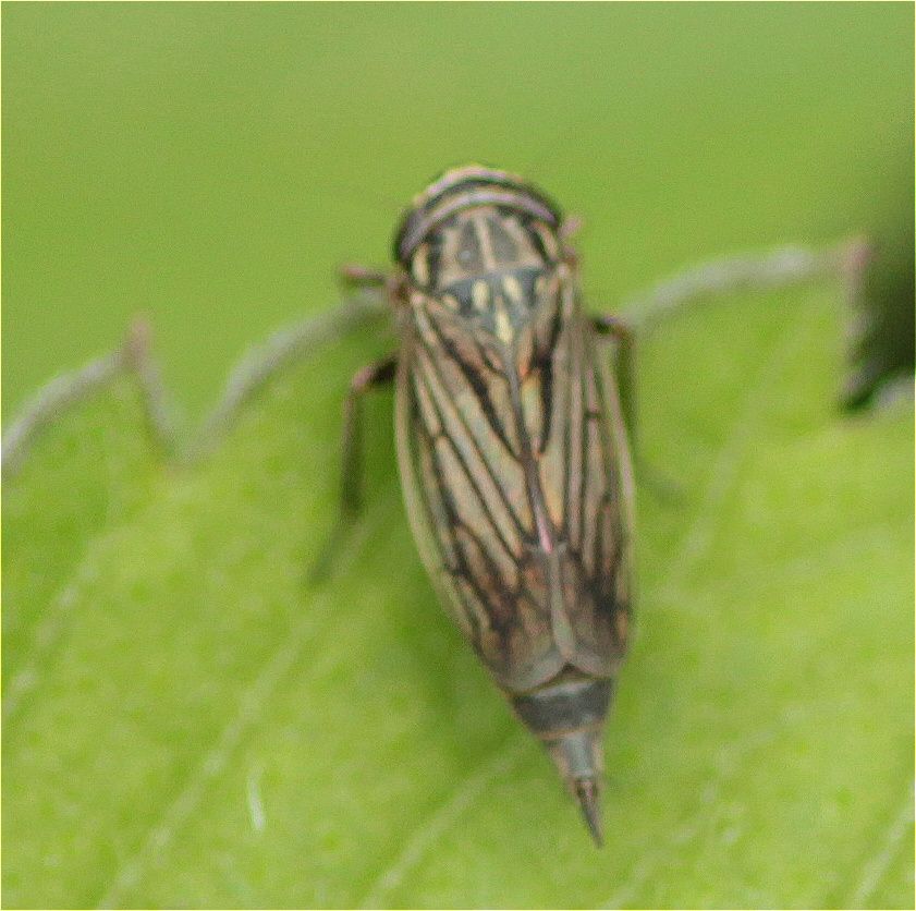 Exitianus atratus