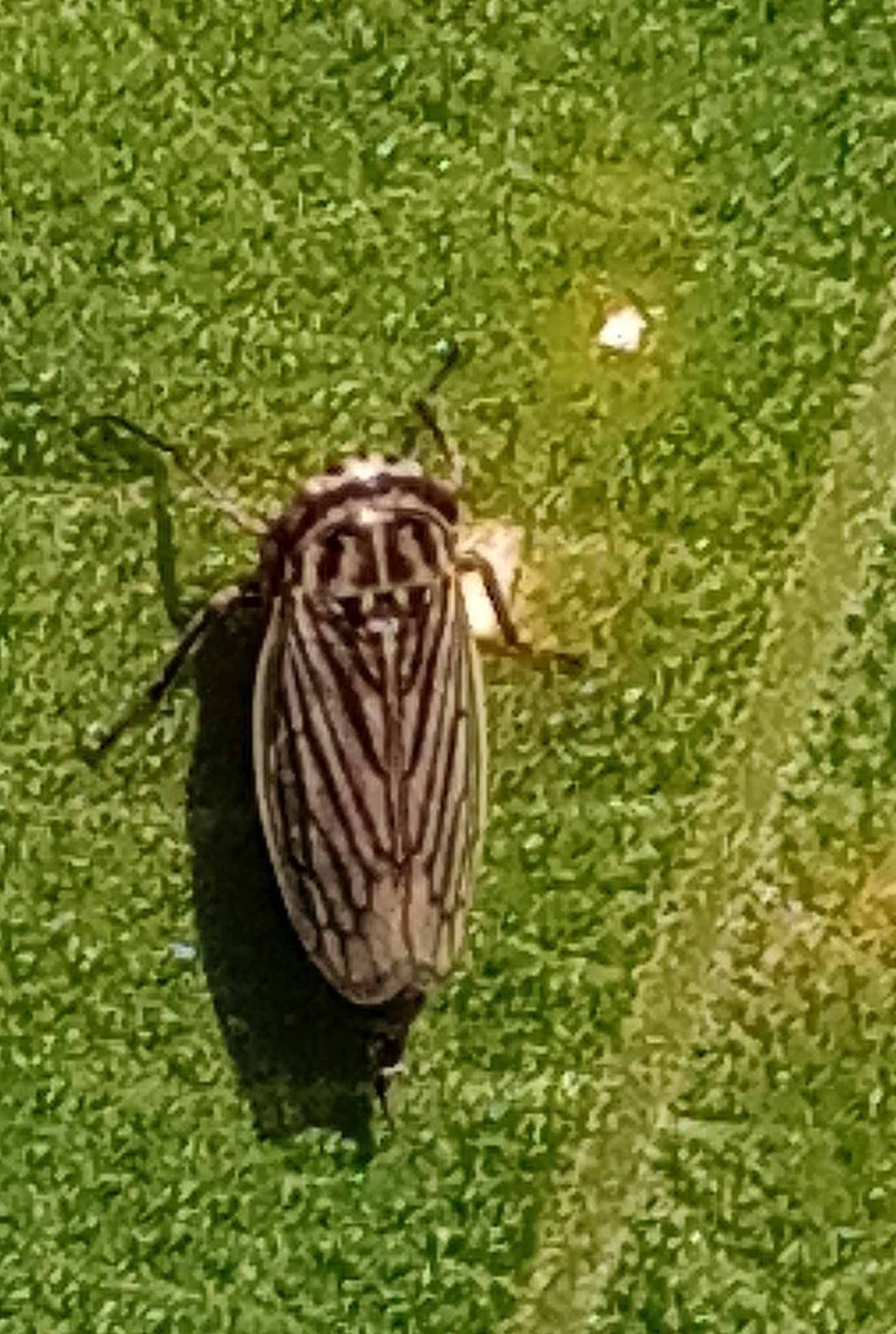 Exitianus atratus