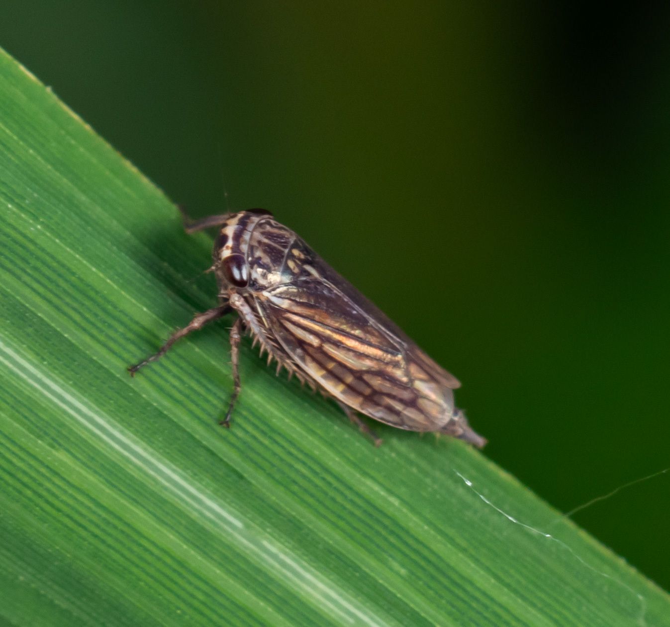 Exitianus atratus