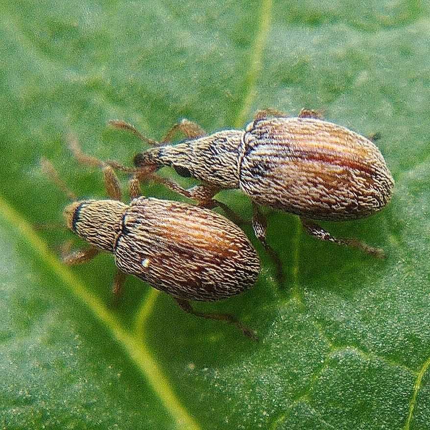 Malvapion malvae