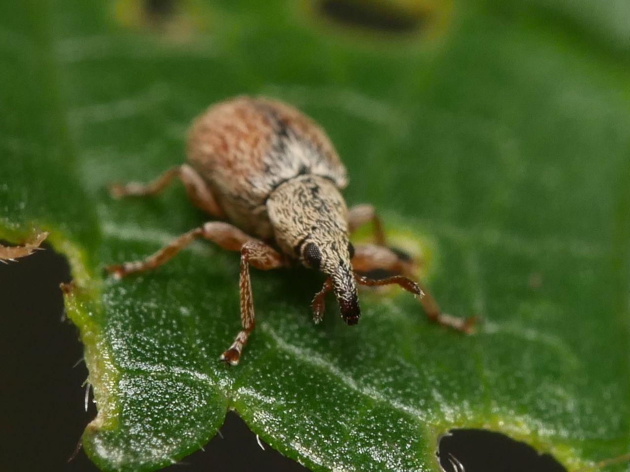 Malvapion malvae