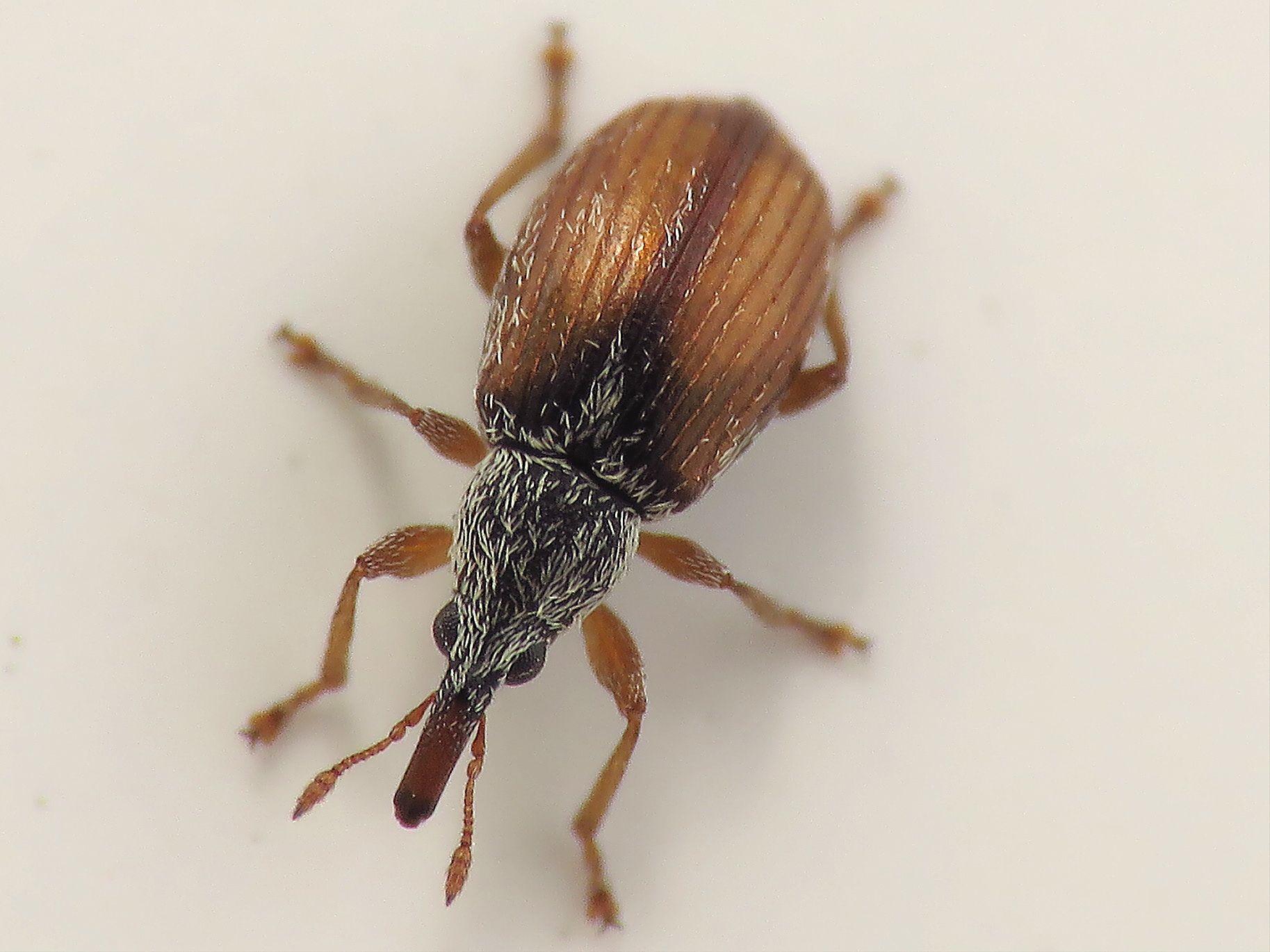 Malvapion malvae