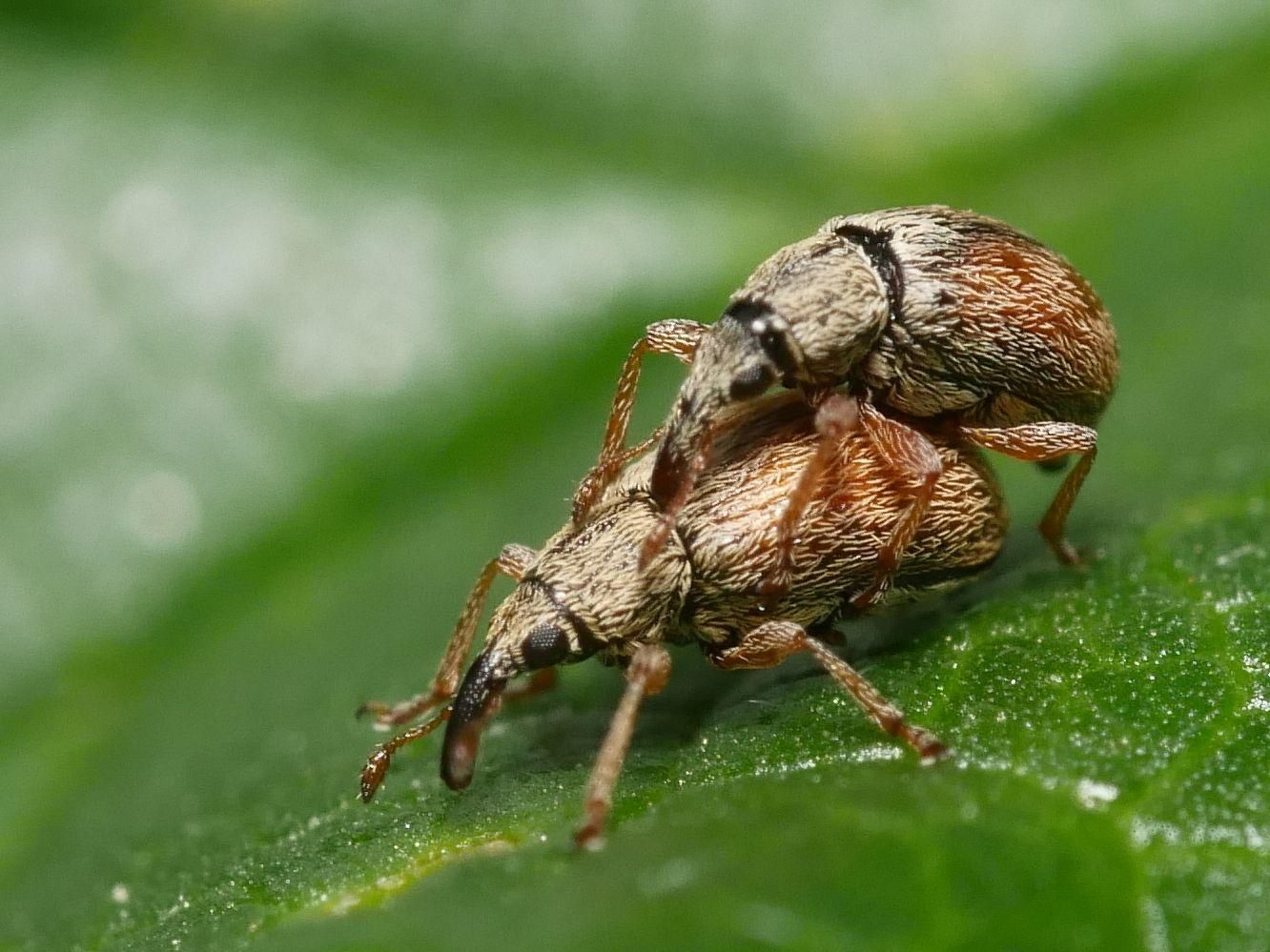 Malvapion malvae