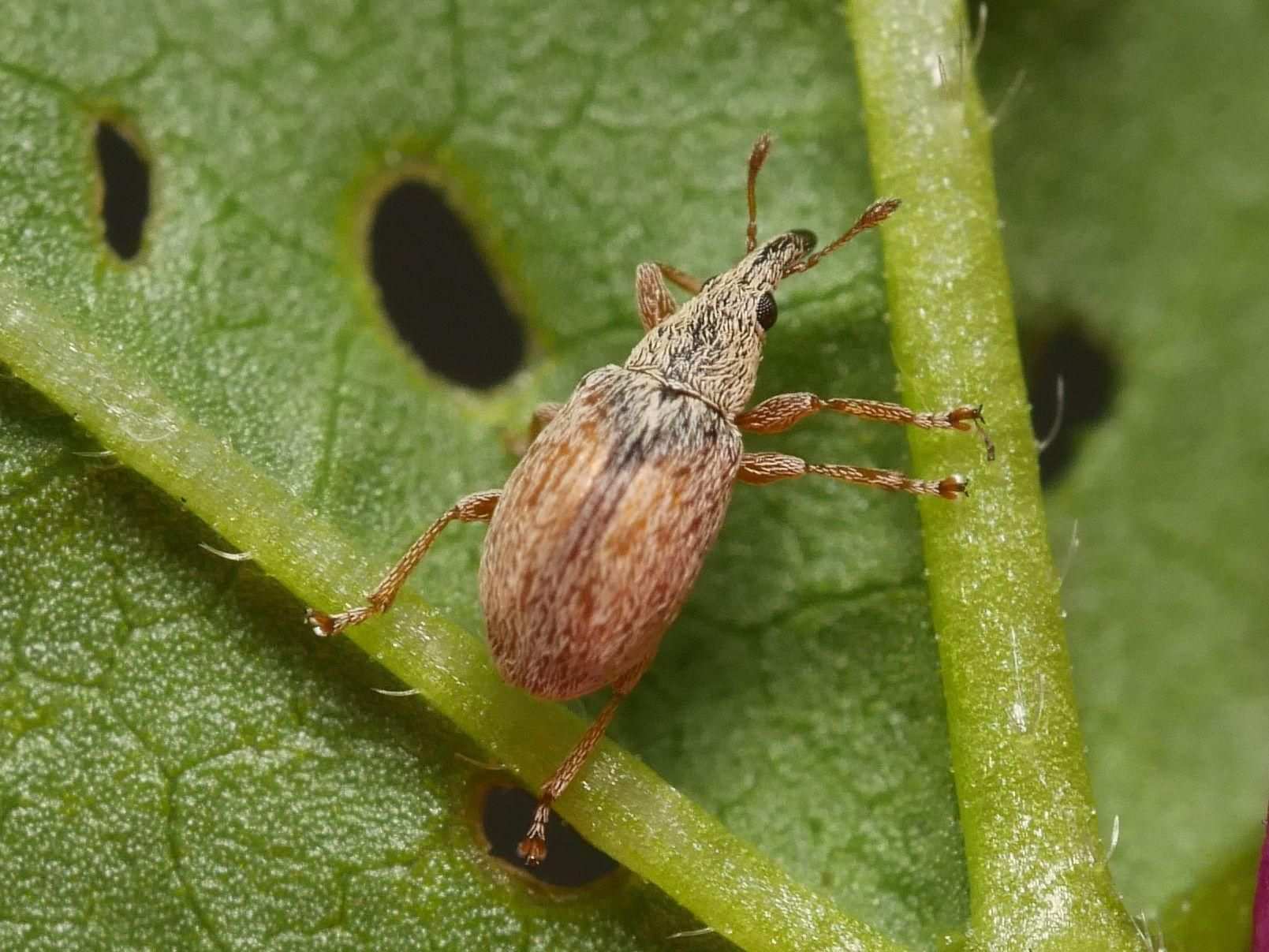 Malvapion malvae