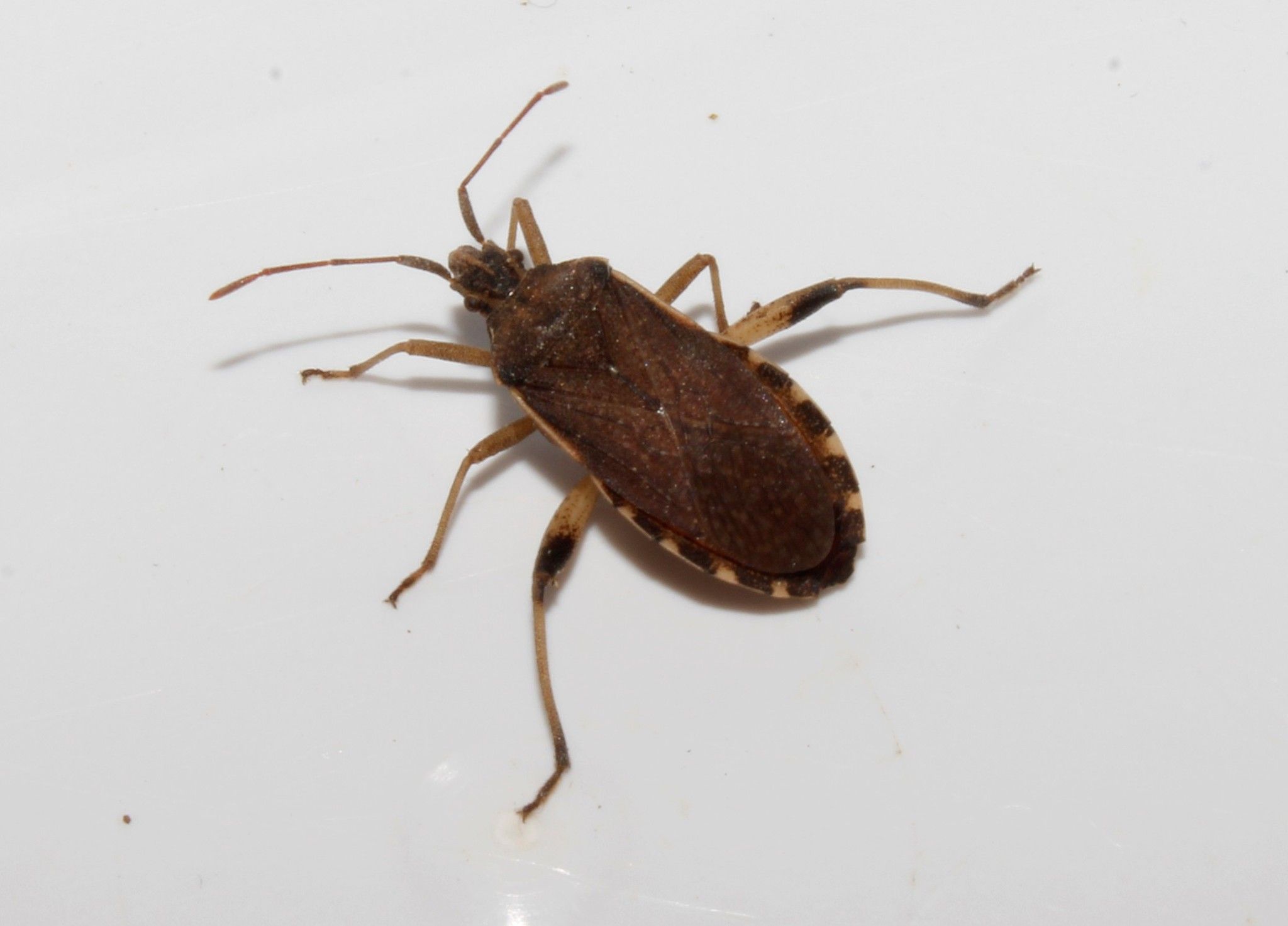 Ceraleptus obtusus
