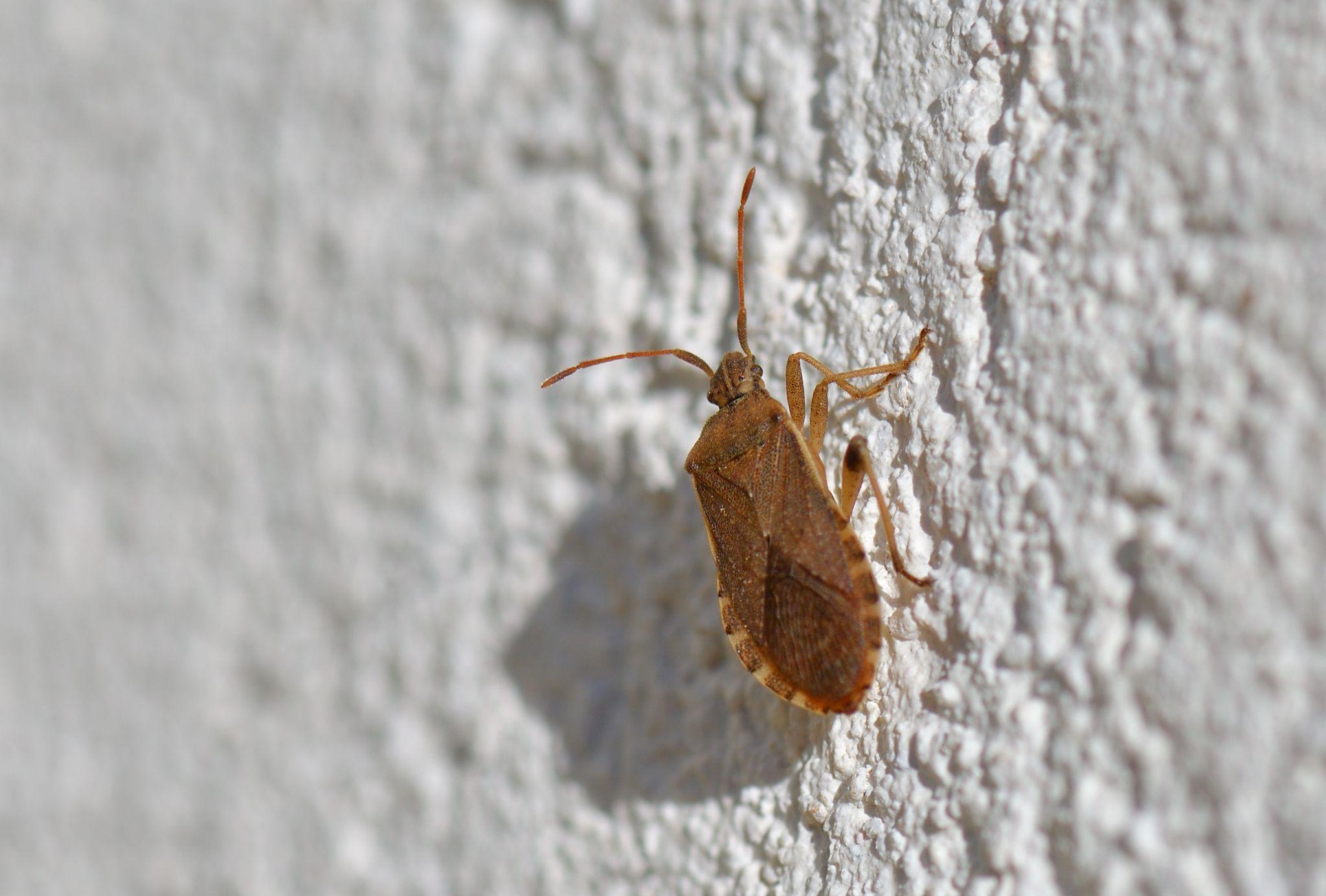 Ceraleptus obtusus