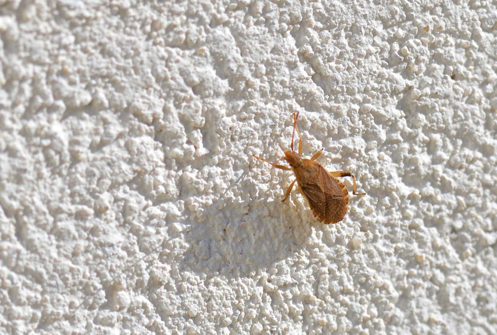 Ceraleptus obtusus