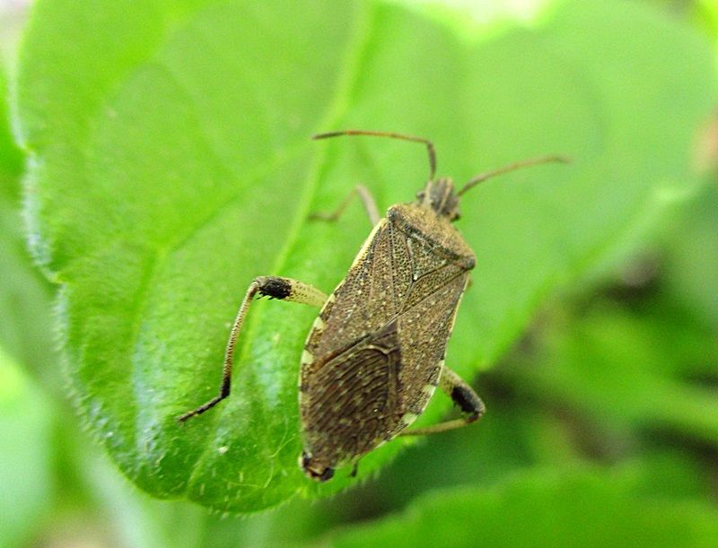 Ceraleptus obtusus