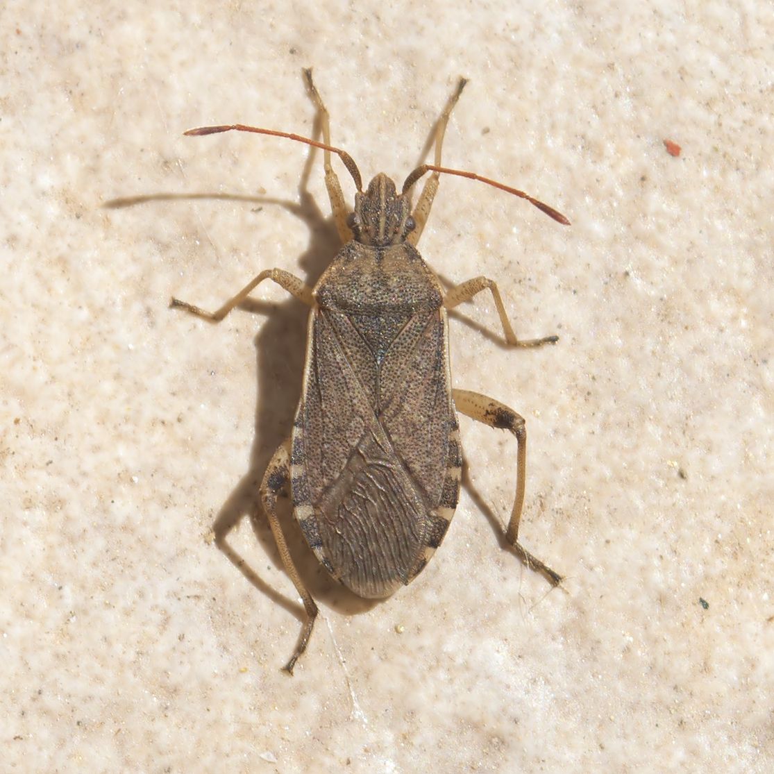 Ceraleptus obtusus