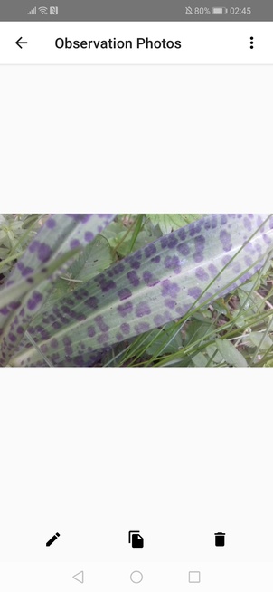 Odontoglossum ringspot virus