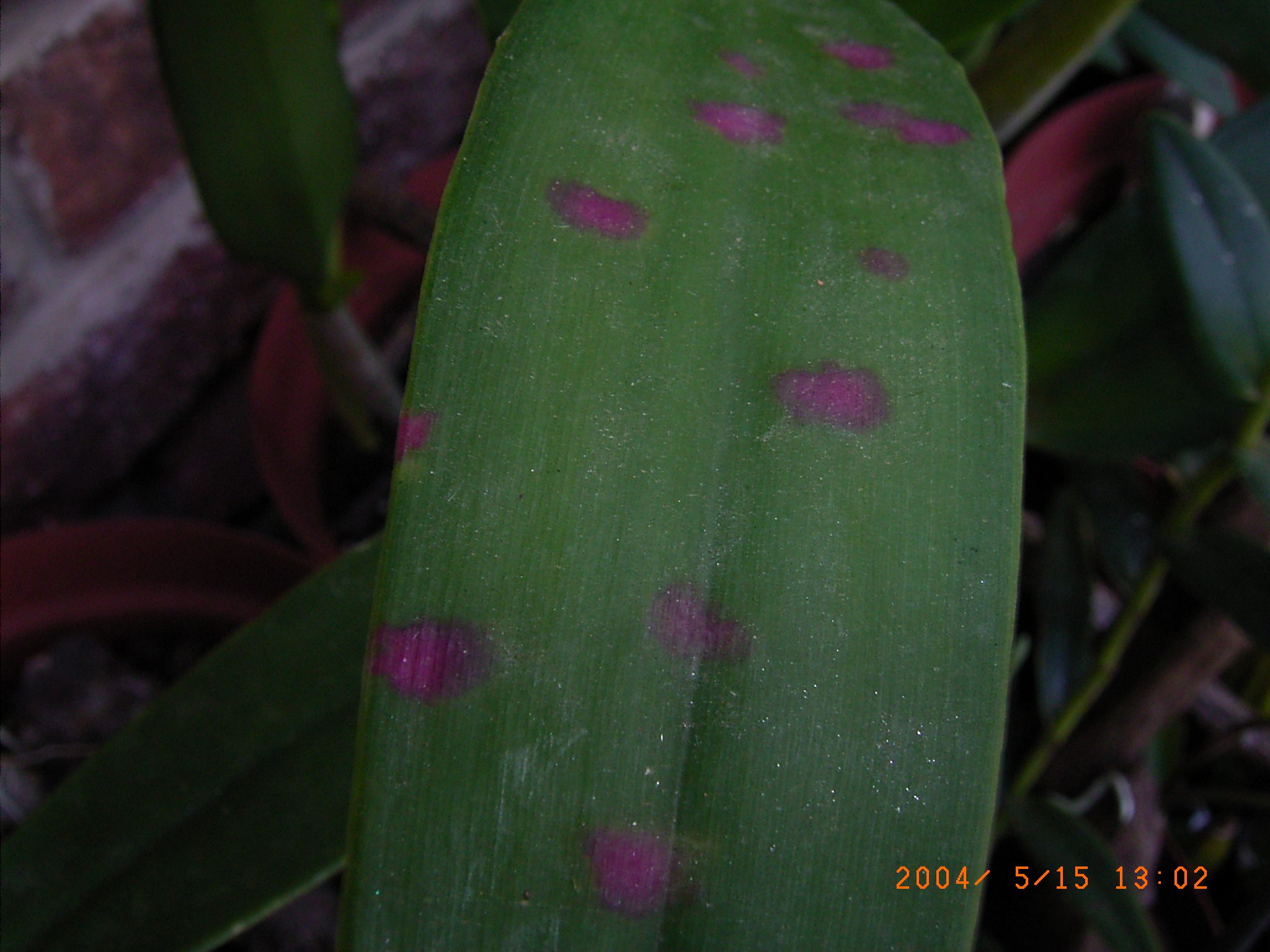 Odontoglossum ringspot virus