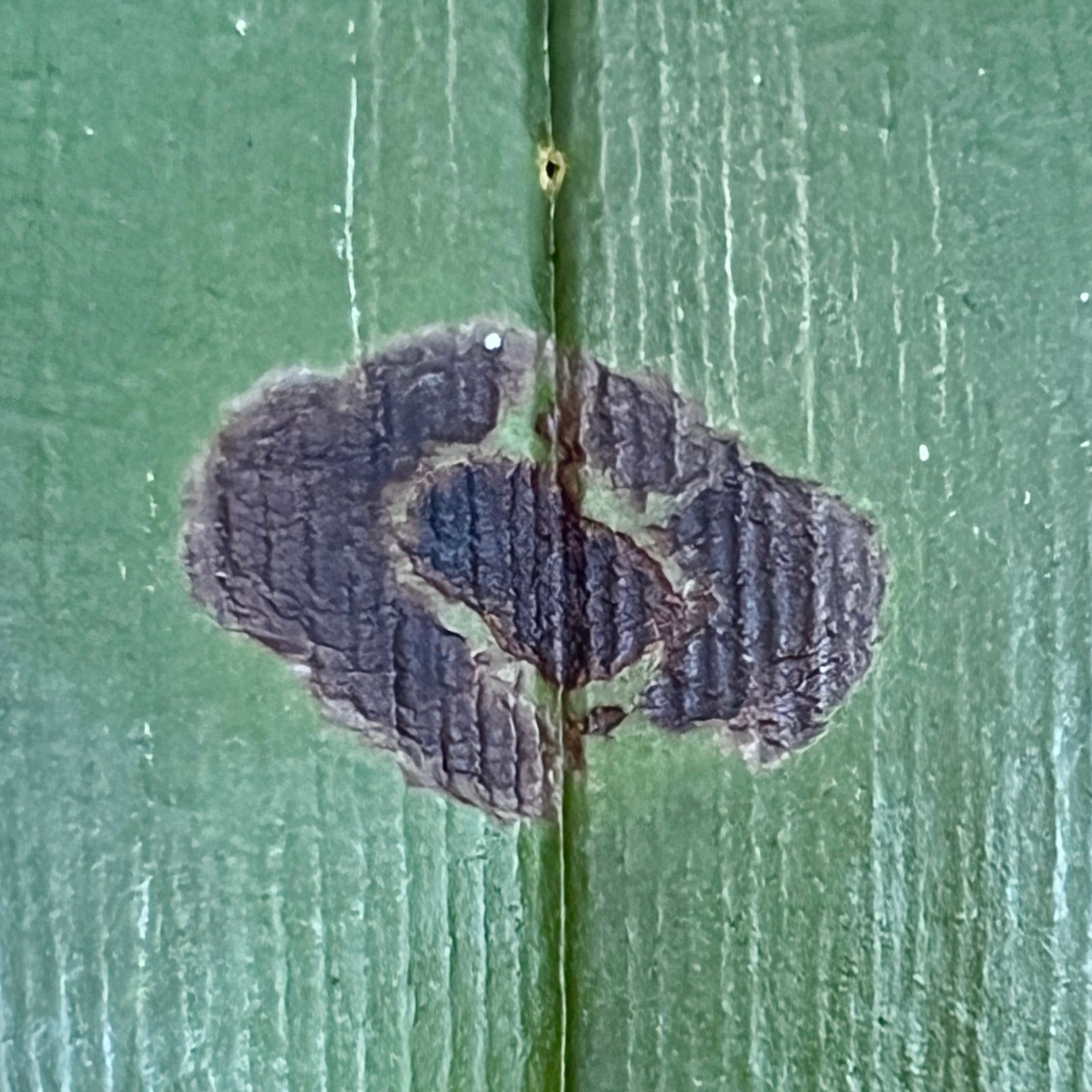 Odontoglossum ringspot virus
