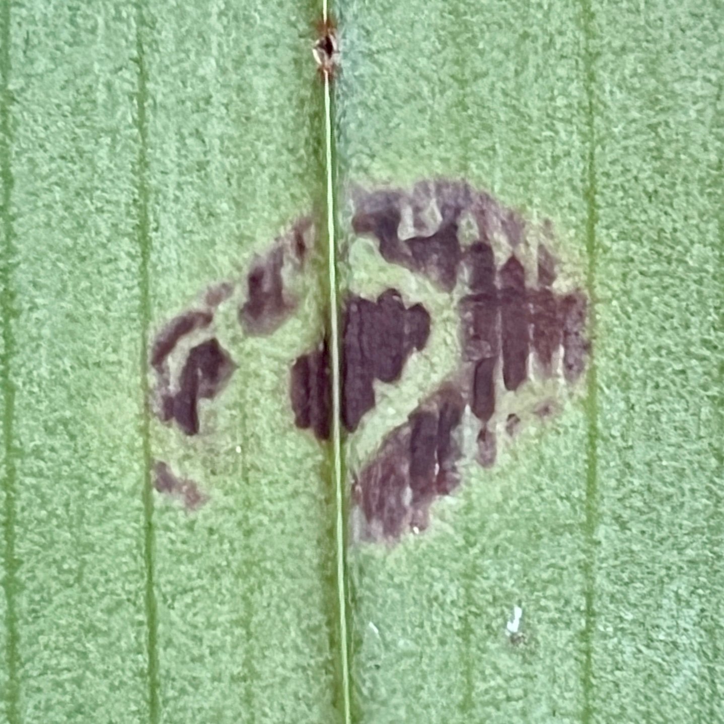 Odontoglossum ringspot virus