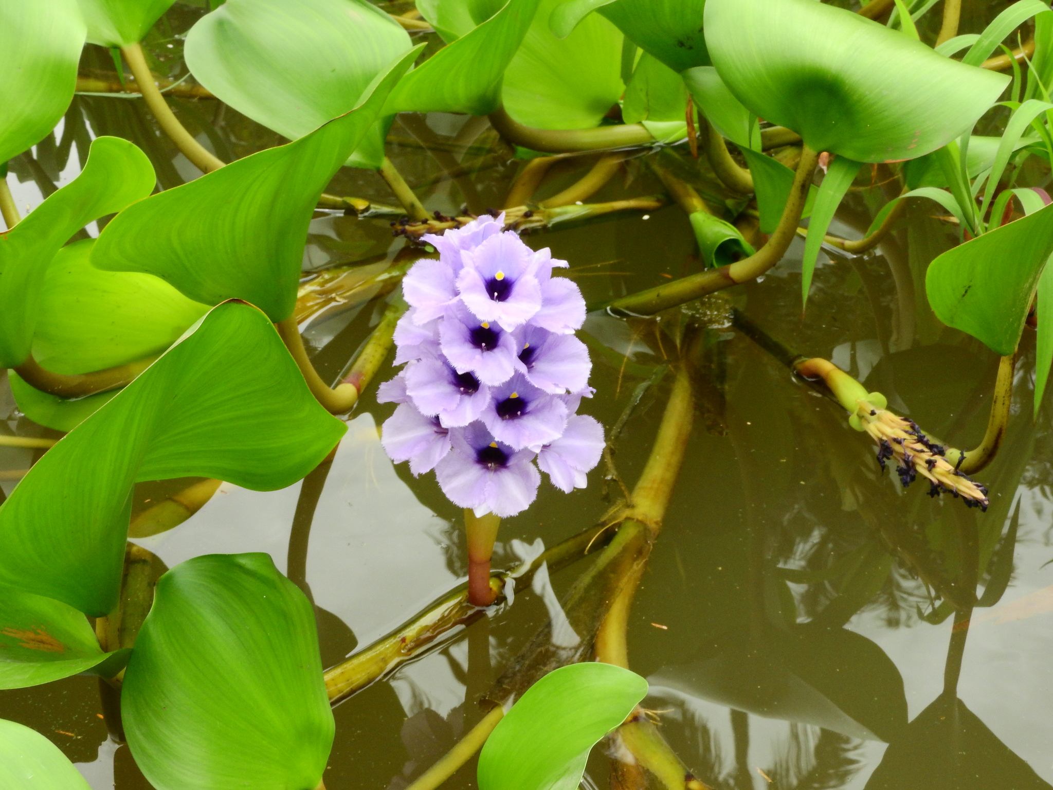 Pontederia azurea