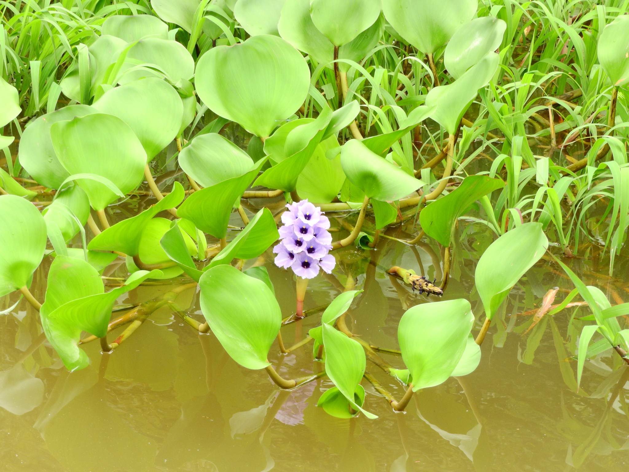Pontederia azurea